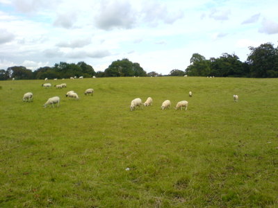 Picture of sheepies, for Jem.
